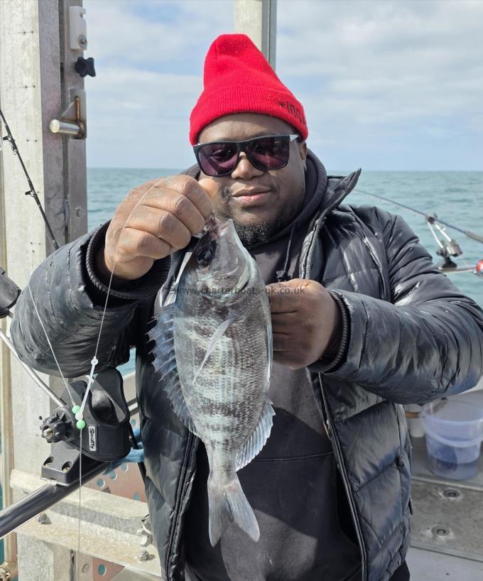 1 lb 12 oz Black Sea Bream by Unknown