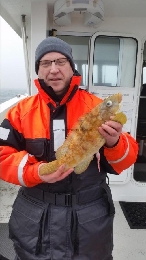 2 lb Cuckoo Wrasse by Unknown