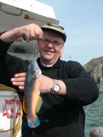 1 lb Cuckoo Wrasse by Sausage John