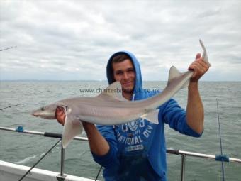 7 lb 8 oz Smooth-hound (Common) by Unknown