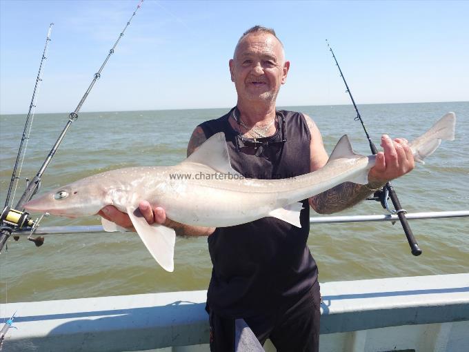 8 lb Starry Smooth-hound by Rob