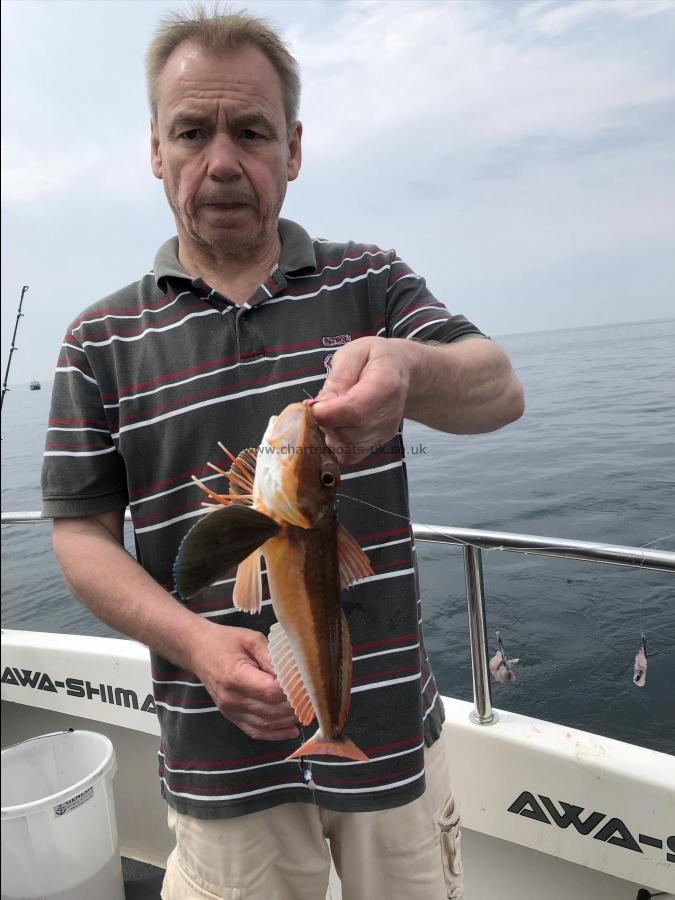 1 Kg Tub Gurnard by Ray Crowe