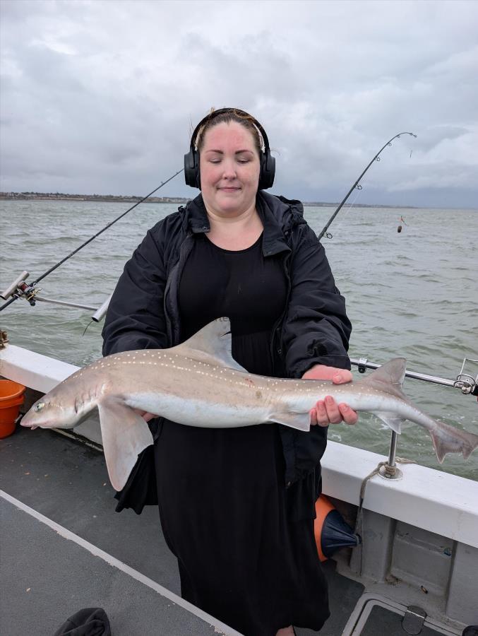 10 lb Smooth-hound by Unknown