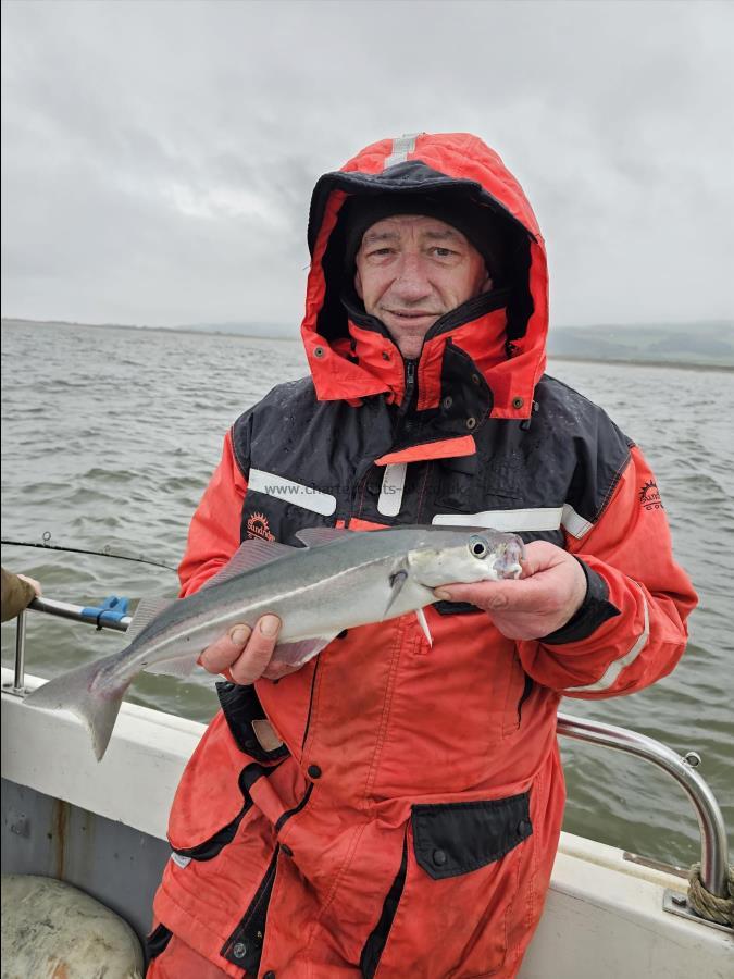 2 lb Coalfish (Coley/Saithe) by Unknown