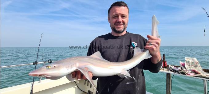 8 lb 8 oz Smooth-hound (Common) by Mark