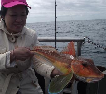 3 lb 8 oz Tub Gurnard by laura