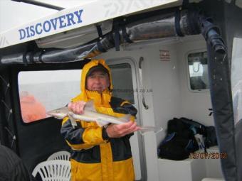 5 lb Starry Smooth-hound by Unknown