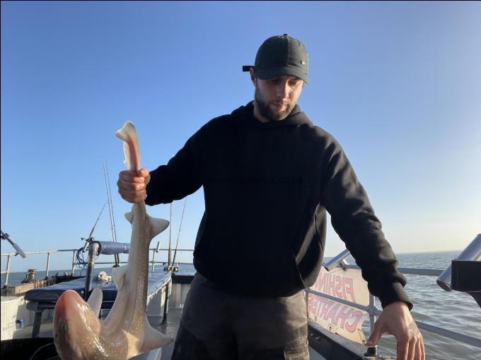 8 lb Smooth-hound by Unknown