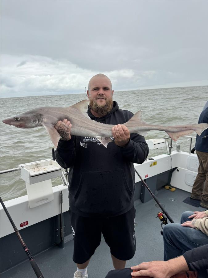 12 lb Starry Smooth-hound by Brendan