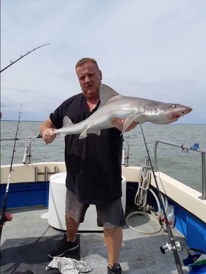 11 lb Starry Smooth-hound by Unknown