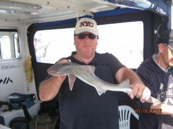 3 lb Starry Smooth-hound by Unknown