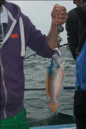 1 lb 4 oz Cuckoo Wrasse by Unknown