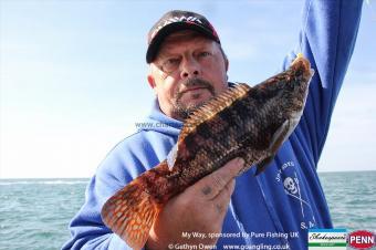 2 lb Ballan Wrasse by Brooksy