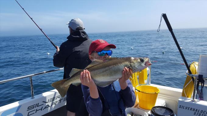 3 lb Pollock by Harrison