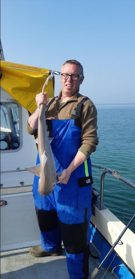 8 lb Starry Smooth-hound by Unknown