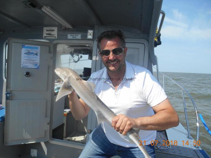 4 lb Starry Smooth-hound by Brad