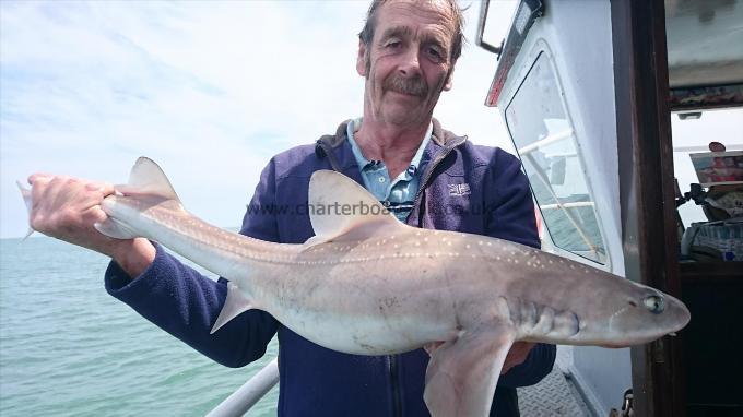 11 lb 7 oz Smooth-hound (Common) by Phil twyman from Canterbury
