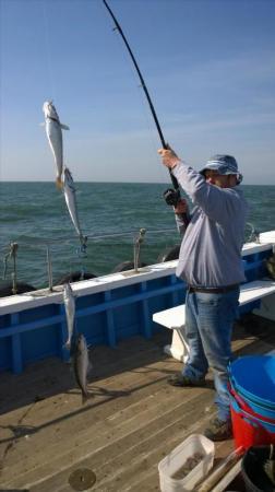 2 lb Whiting by Lee Wood