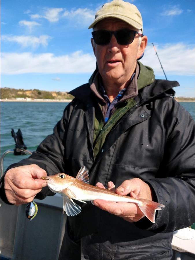 6 oz Grey Gurnard by Terry