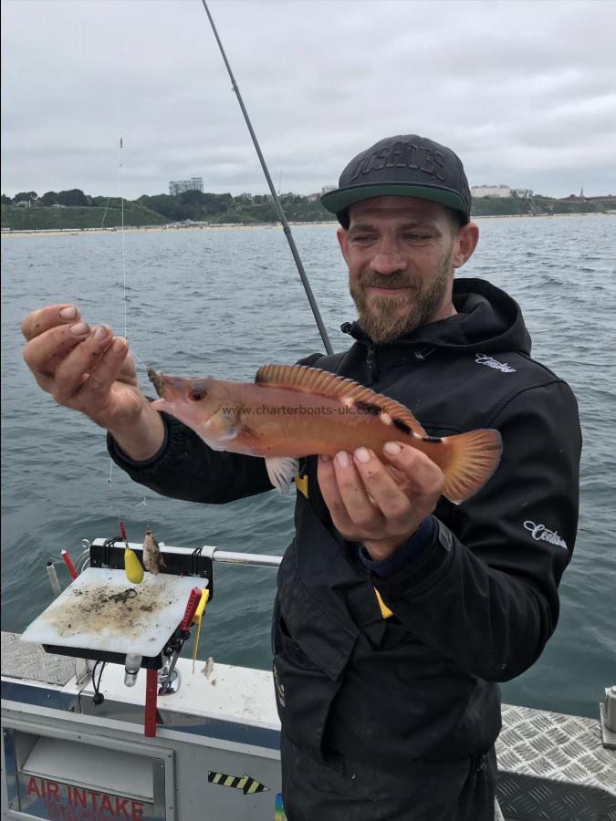 1 lb 4 oz Cuckoo Wrasse by Ben D