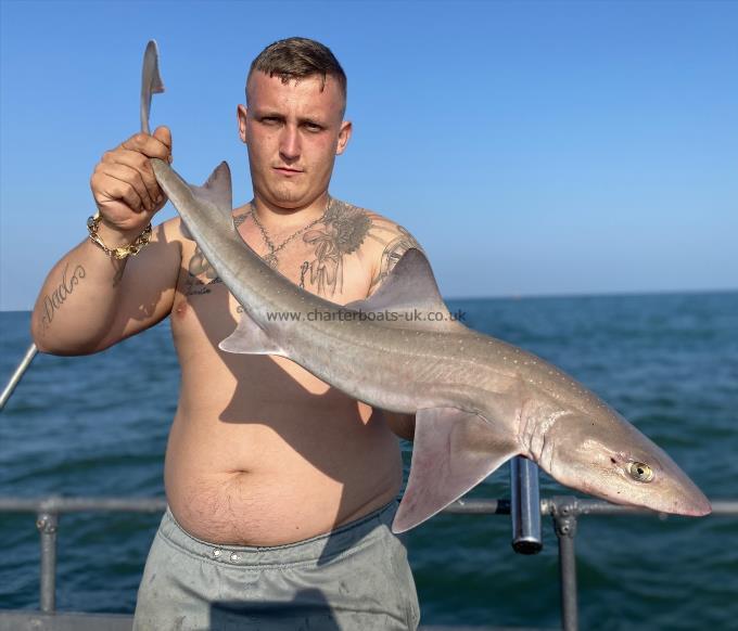 8 lb Starry Smooth-hound by Unknown