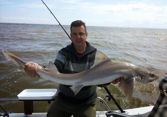 20 lb Starry Smooth-hound by Mark