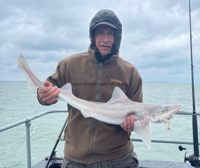 5 lb Smooth-hound by Unknown
