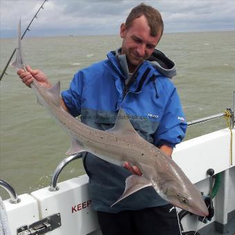 16 lb 4 oz Starry Smooth-hound by Lewis Clark