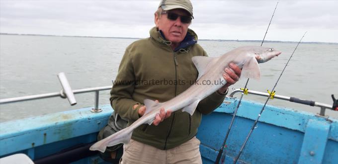 7 lb 9 oz Smooth-hound (Common) by Leon