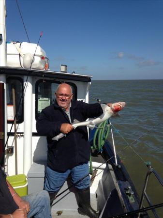 11 lb 10 oz Smooth-hound (Common) by Tony hawkins