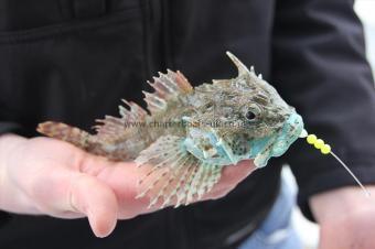 3 oz Short-spined Sea Scorpion by Harry