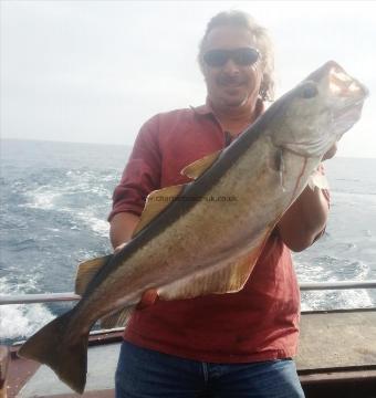 8 lb 8 oz Pollock by Rupert Gates