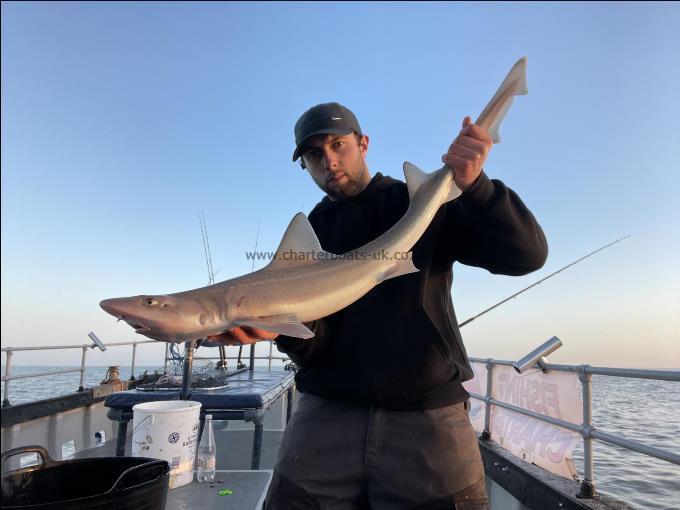 7 lb Smooth-hound by Unknown
