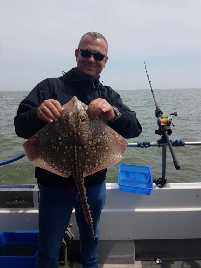 5 lb Thornback Ray by Loreto