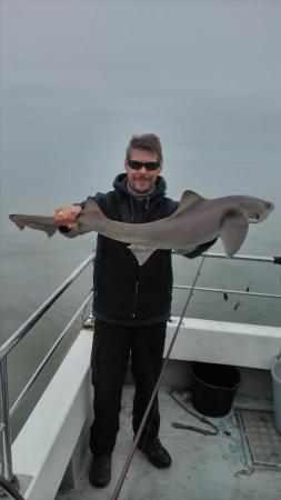 10 lb Starry Smooth-hound by paul wright
