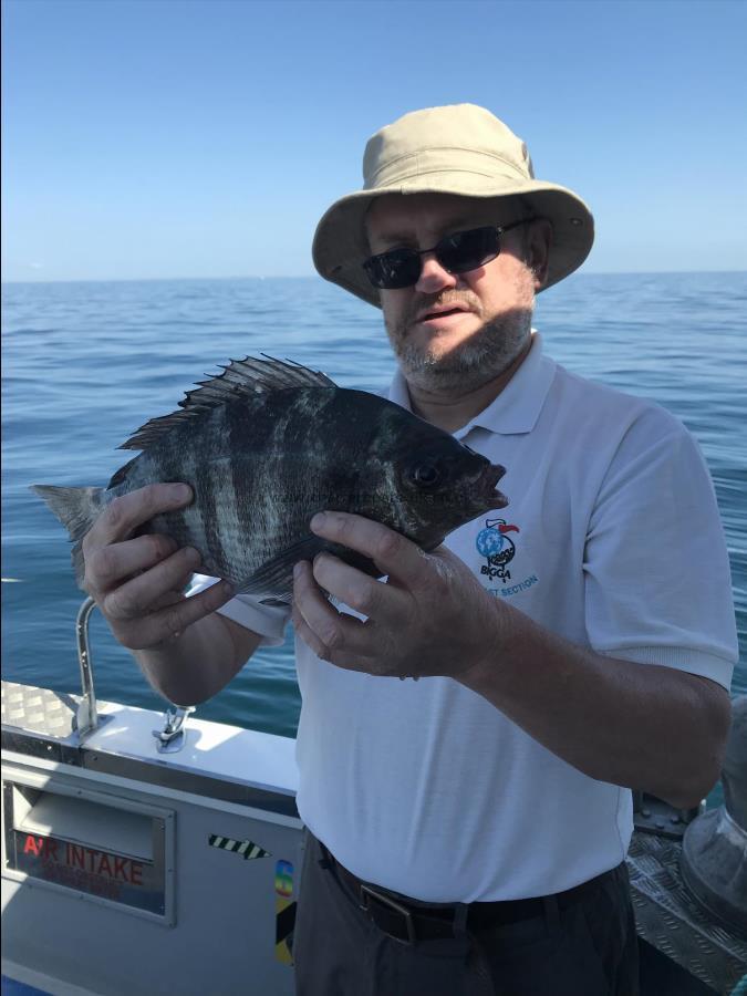 2 lb Black Sea Bream by Andy