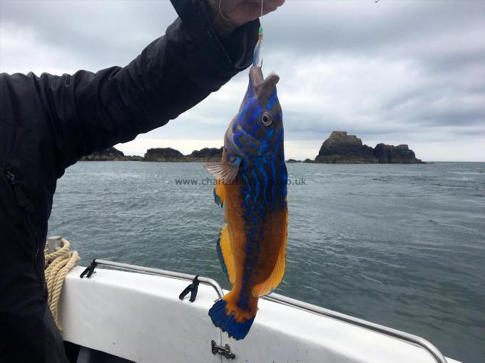 1 lb Cuckoo Wrasse by Unknown