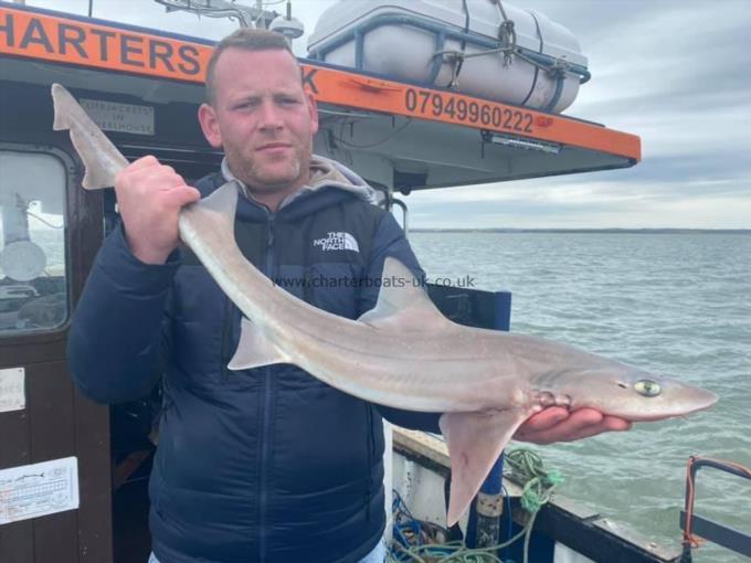 7 lb Starry Smooth-hound by Unknown