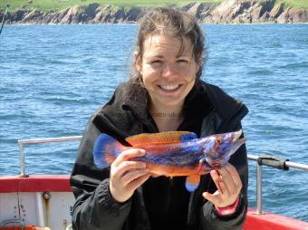 1 lb Cuckoo Wrasse by Unknown