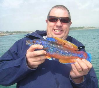 1 lb 8 oz Cuckoo Wrasse by Peter Gillett