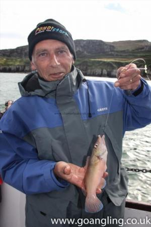 1 lb Cuckoo Wrasse by Neil