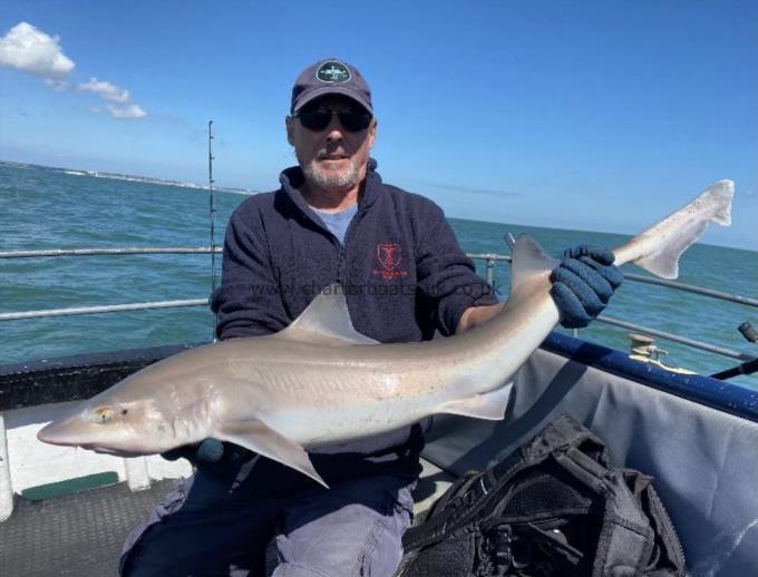 17 lb Smooth-hound (Common) by Unknown