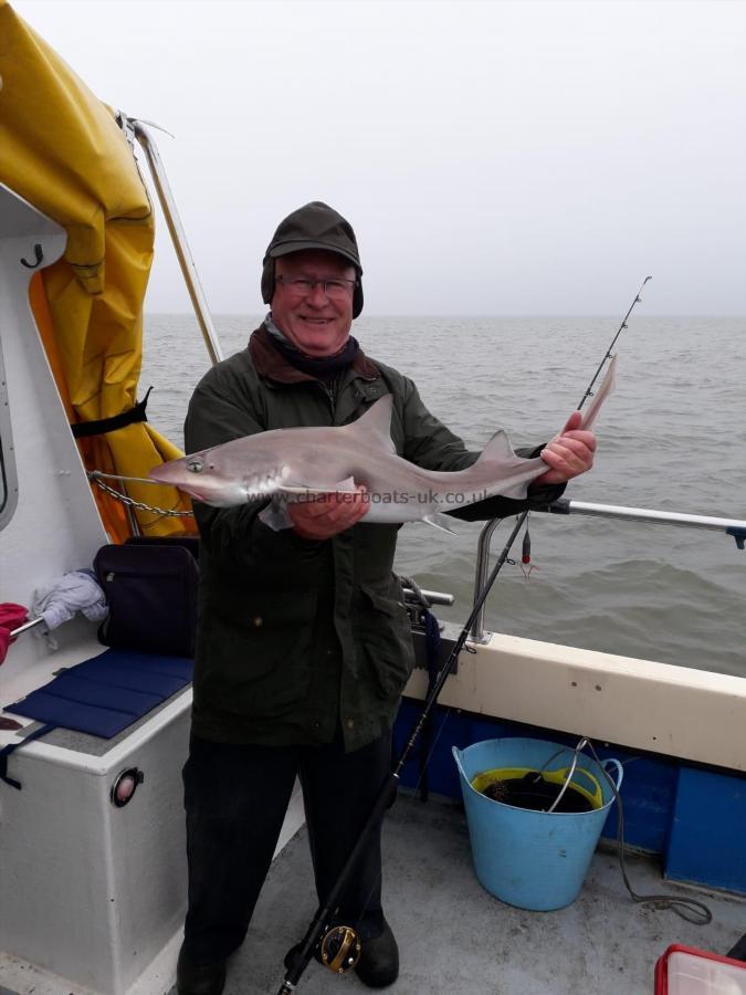 8 lb 8 oz Starry Smooth-hound by Unknown