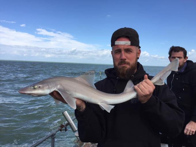 5 lb Smooth-hound (Common) by Unknown