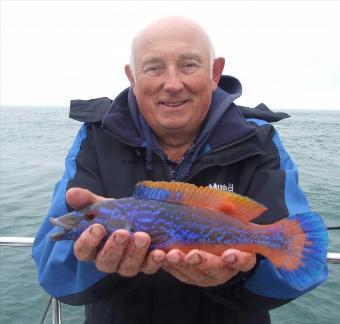 1 lb 6 oz Cuckoo Wrasse by MIck Nunn