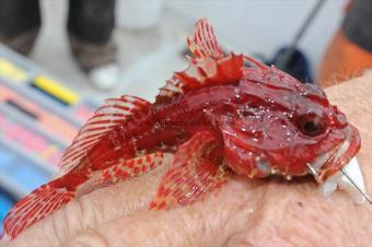 5 oz Short-spined Sea Scorpion by Dennis