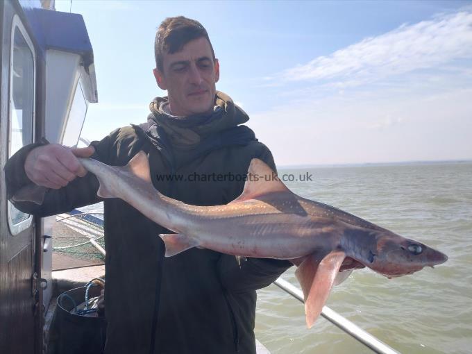 6 lb Starry Smooth-hound by David