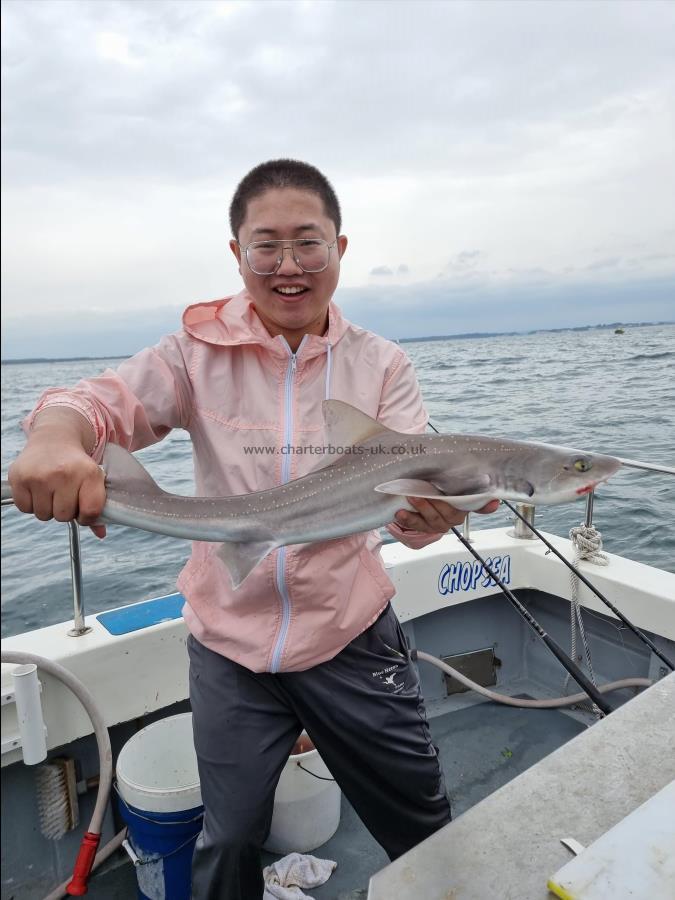 6 lb 4 oz Smooth-hound by Unknown