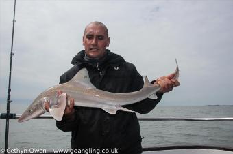 8 lb Starry Smooth-hound by Pete