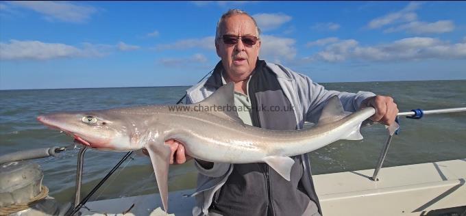 12 lb Starry Smooth-hound by Rob